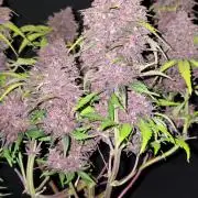 Purple haze FastBuds