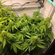 FB auto cookies