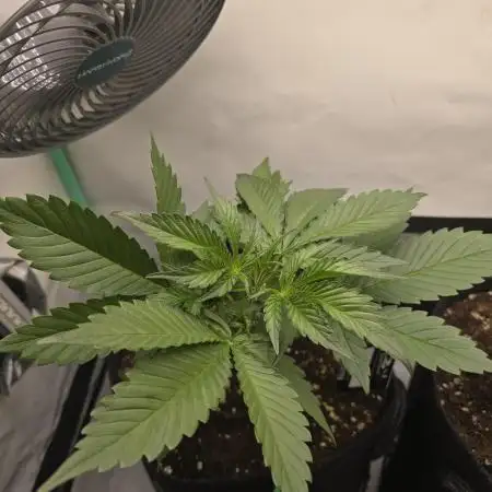 Bananas-FastBuds