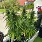 Tropicana cookies auto balkon