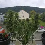 Tropicana cookies auto balkon