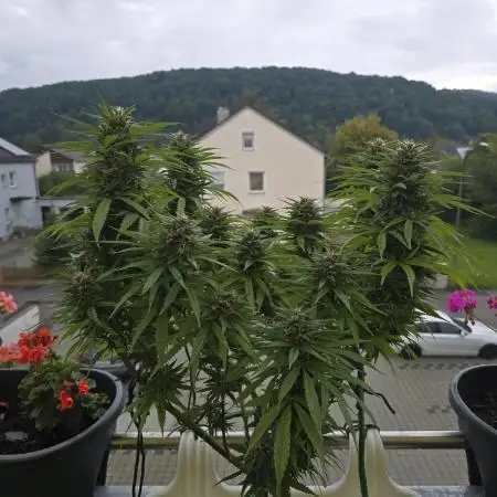 Tropicana cookies auto balkon