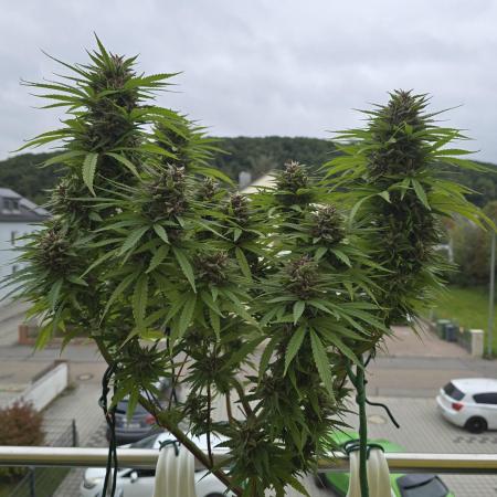 Tropicana cookies auto balkon