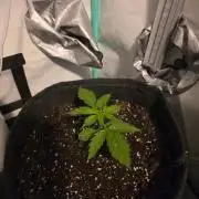 FB auto cookies