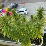 Tropicana cookies auto balkon