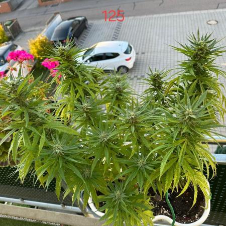 Tropicana cookies auto balkon