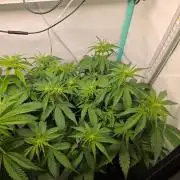 FB auto cookies