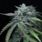 Frostbanger FastBuds