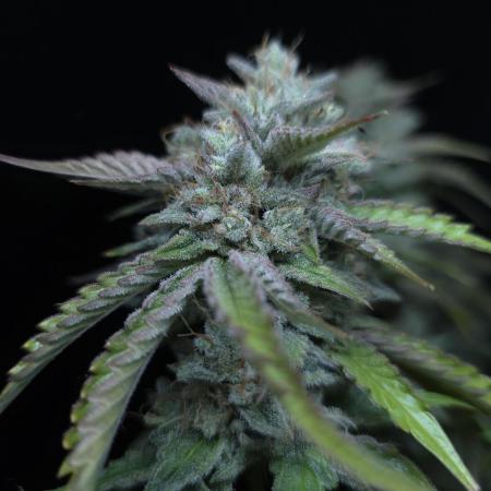 Frostbanger FastBuds
