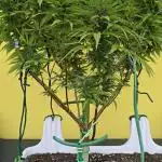 Tropicana cookies auto balkon