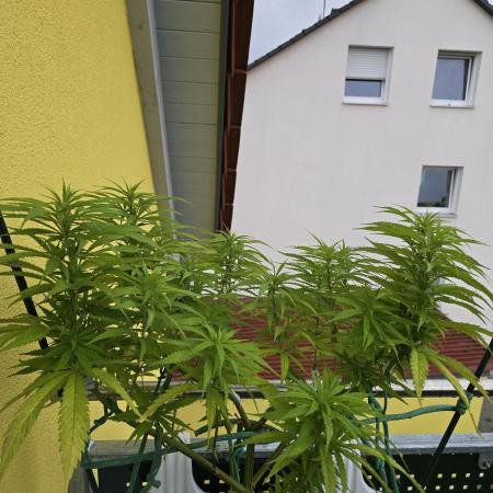 Tropicana cookies auto balkon