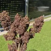 Purple haze FastBuds