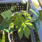 Herbies apple balkon