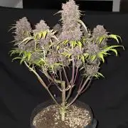 Purple haze FastBuds