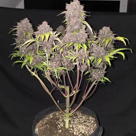 Purple haze FastBuds