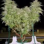 Tropicana cookies auto balkon