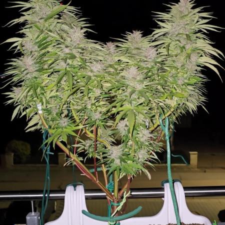 Tropicana cookies auto balkon