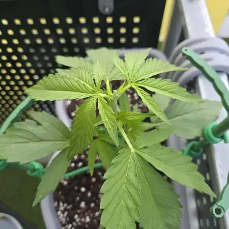 Cheese auto xl balkon