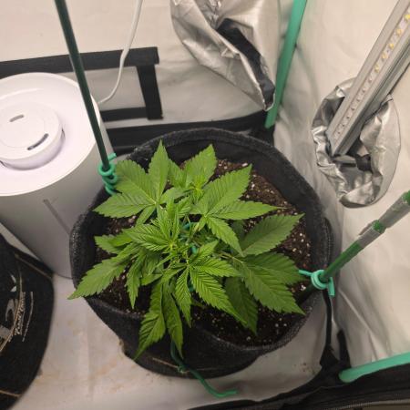 FB auto cookies