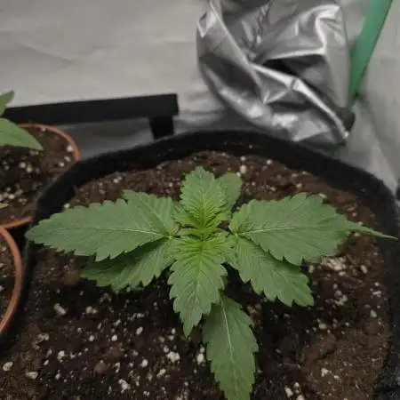 Cherry cola auto