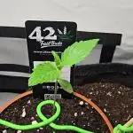 Bananas-FastBuds
