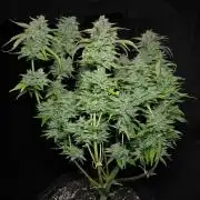 Frostbanger FastBuds