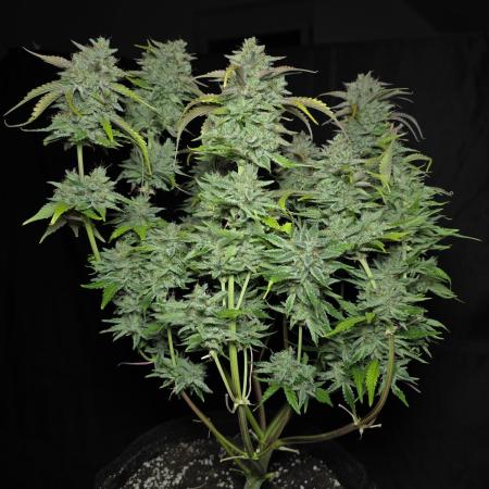 Frostbanger FastBuds