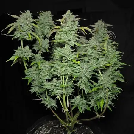 Frostbanger FastBuds