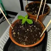 FB auto cookies