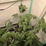 Bananas-FastBuds