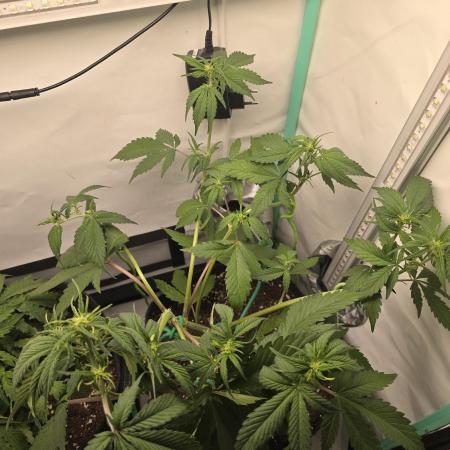 Bananas-FastBuds