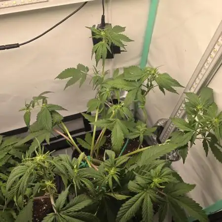 Bananas-FastBuds