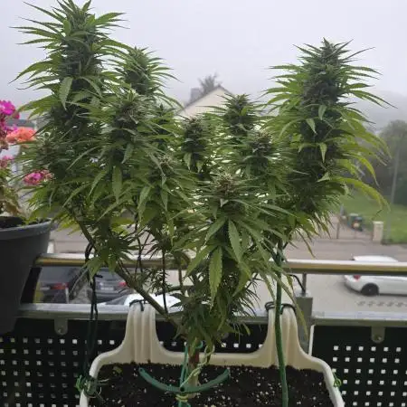 Tropicana cookies auto balkon