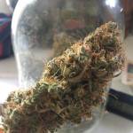 First Grow 8|