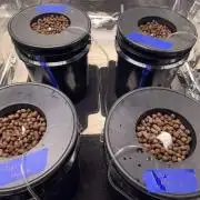 First hydro grow