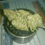 Multi-strain(Kind soil)