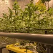 Dwc VelvetRun