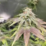 Dwc VelvetRun