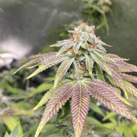 Dwc VelvetRun