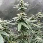 Sweetseeds Run.