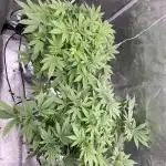 Sweetseeds Run.