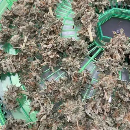 Sweetseeds Run.