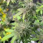 Dwc VelvetRun