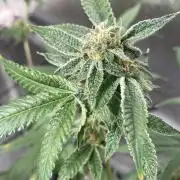 Dwc VelvetRun