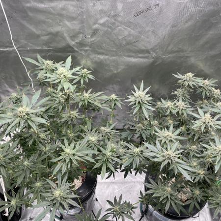 Sweetseeds Run.