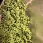Dwc VelvetRun