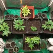 Cultivo 2026