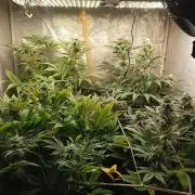 Cultivo 2026