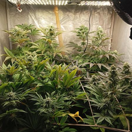 Cultivo 2026