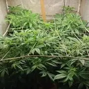 Cultivo 2026